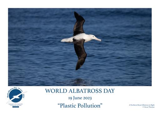 Northern Royal Albatross in flight by Oscar Thomas - English