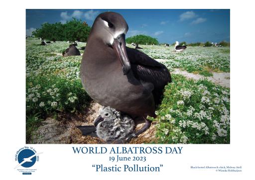 A Black-footed Albatross & chick by Wieteke Holthuijzen - English