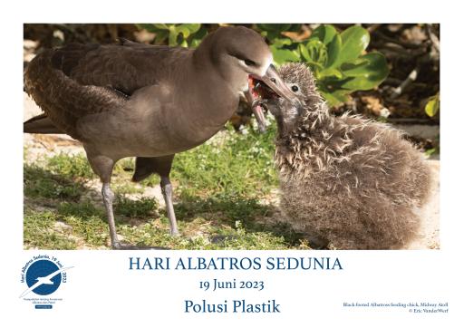 A Black-footed Albatross feeding its chick by Eric VanderWerf - Indonesian
