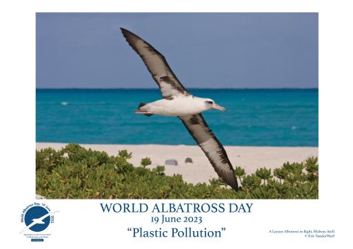 A Laysan Albatross in flight by Eric VanderWerf - English
