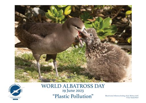 A Black-footed Albatross feeding its chick by Eric VanderWerf - English