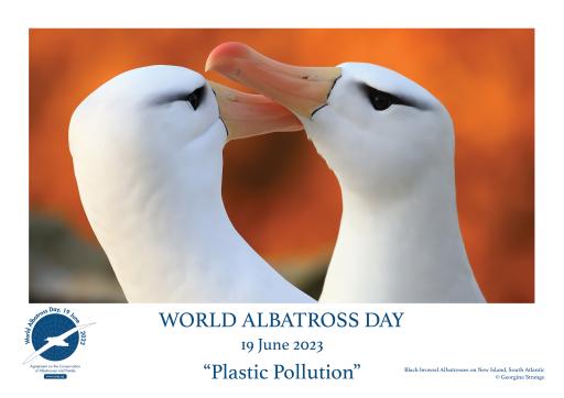 Black-browed Albatrosses by Georgina Strange - English