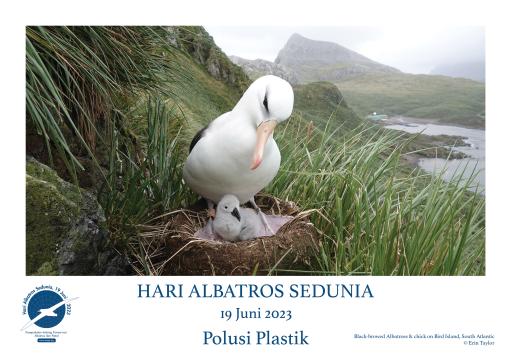 A Black-browed Albatross and chick by Erin Taylor - Indonesian