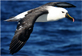 Indian Yellow-nosed Albatross