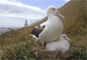 Northern Royal Albatross