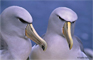 Salvin's Albatross