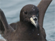 Westland Petrel