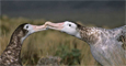 Antipodean Albatross
