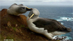 Grey-headed Albatross