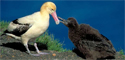Short-tailed Albatross