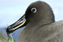 Sooty Albatross