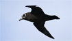 Spectacled Petrel