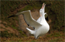 Wandering Albatross