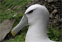 White-capped Albatross