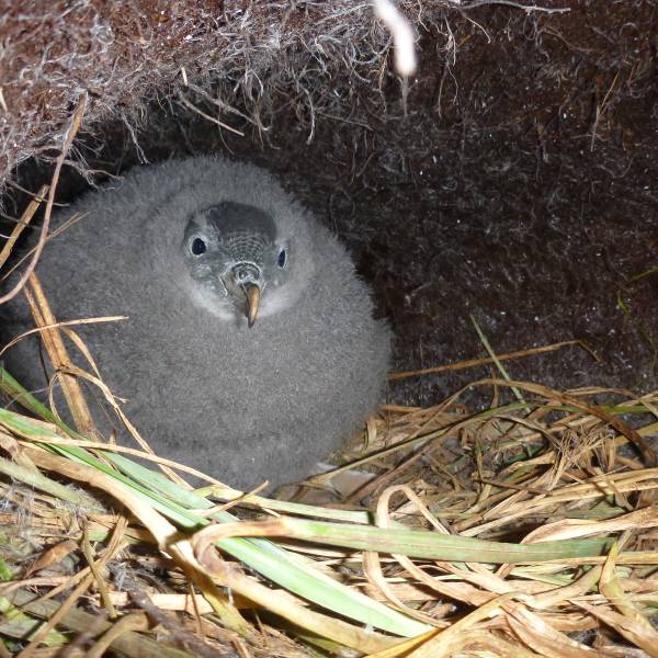 The ACAP-listed Grey Petrel population on Australia’s Macquarie Island has been growing since the removal of feral cats in 2001