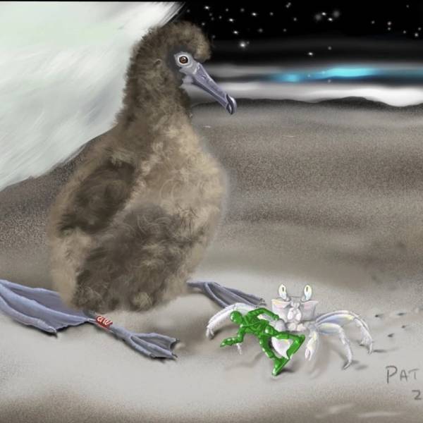 ACAP Latest News’ favourites from the 2nd Annual Friends of Midway Atoll Art Contest