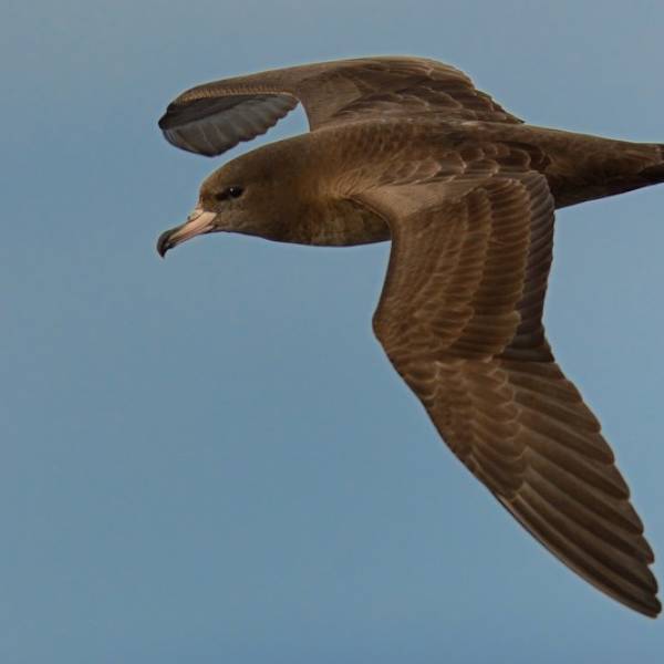The Solomon Sea is a hot spot for juvenile Flesh-footed Shearwaters