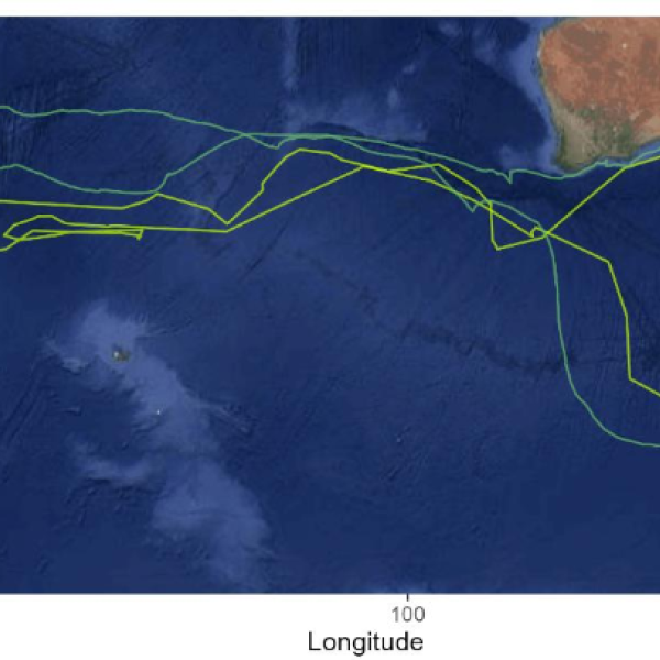 Field research on White-capped and Gibson's Antipodean Albatrosses and White-chinned Petrels on the Auckland Islands in the 2025/26 summer