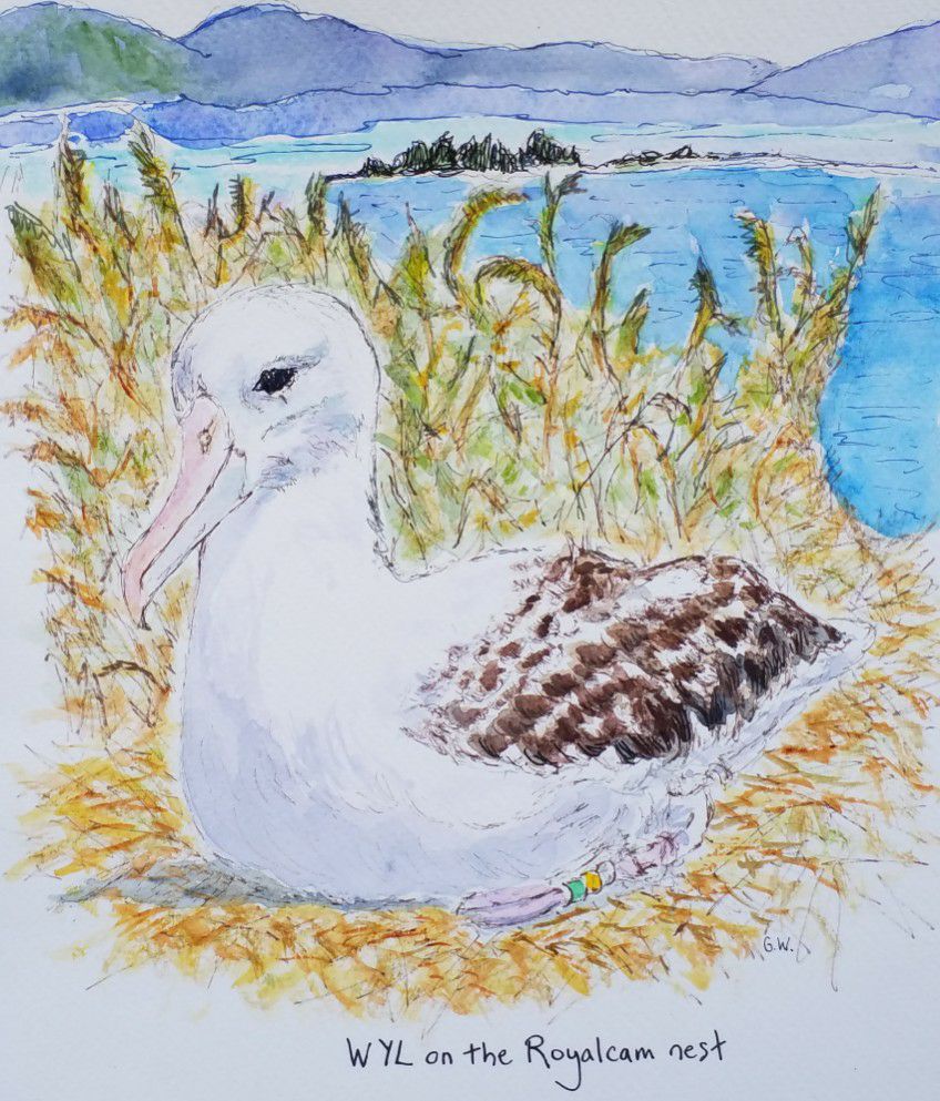 2025 26 Royal Cam bird