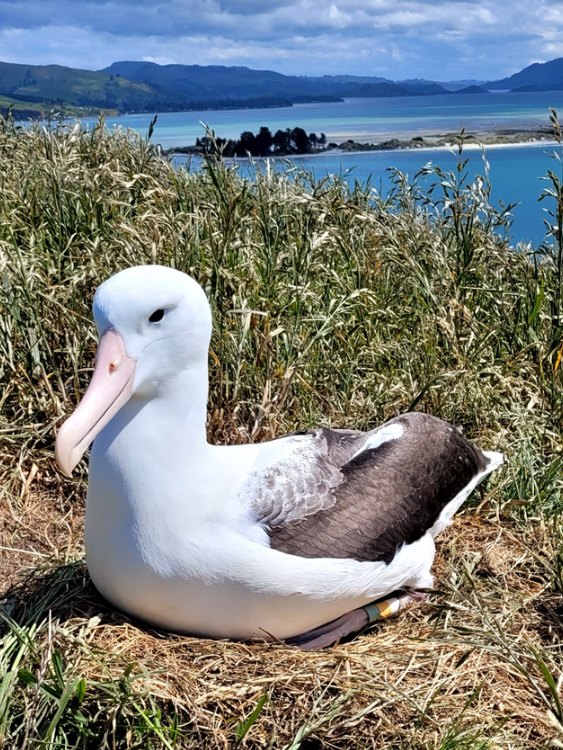 2025 26 Royal Cam bird WYL