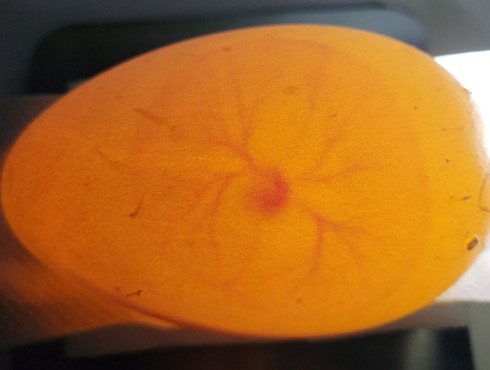 2025 26 Royal Cam candled egg