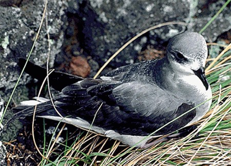 Black winged Petrel 2