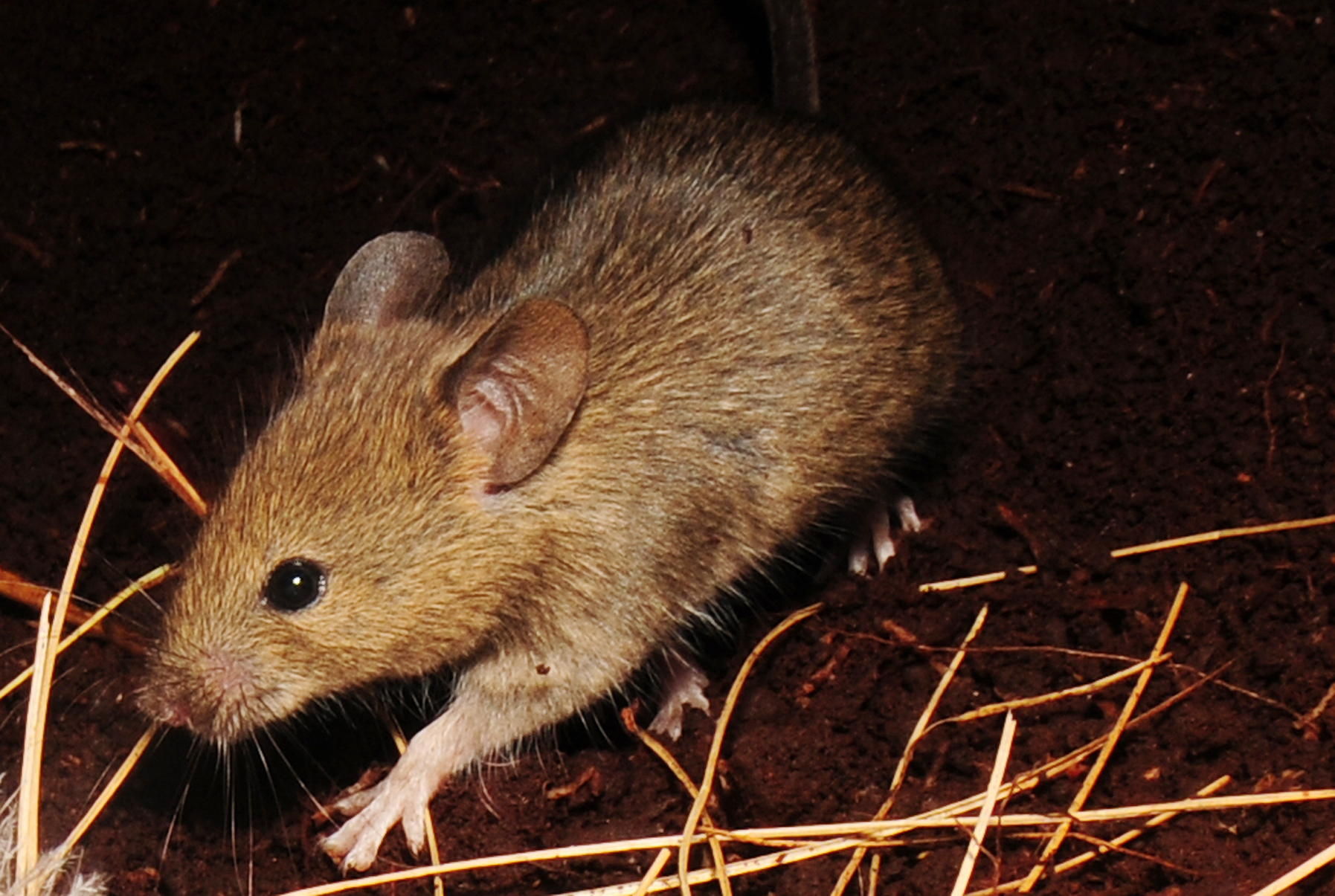 House Mouse Marion Island Ben Dilley 2015