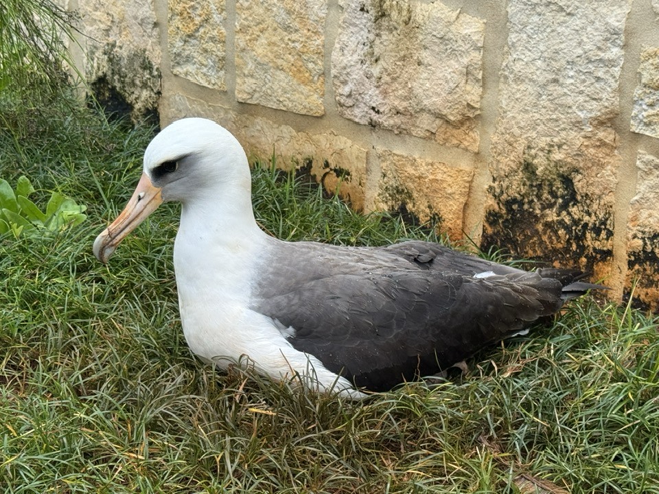 Laysan French Fr igate Shoals 1