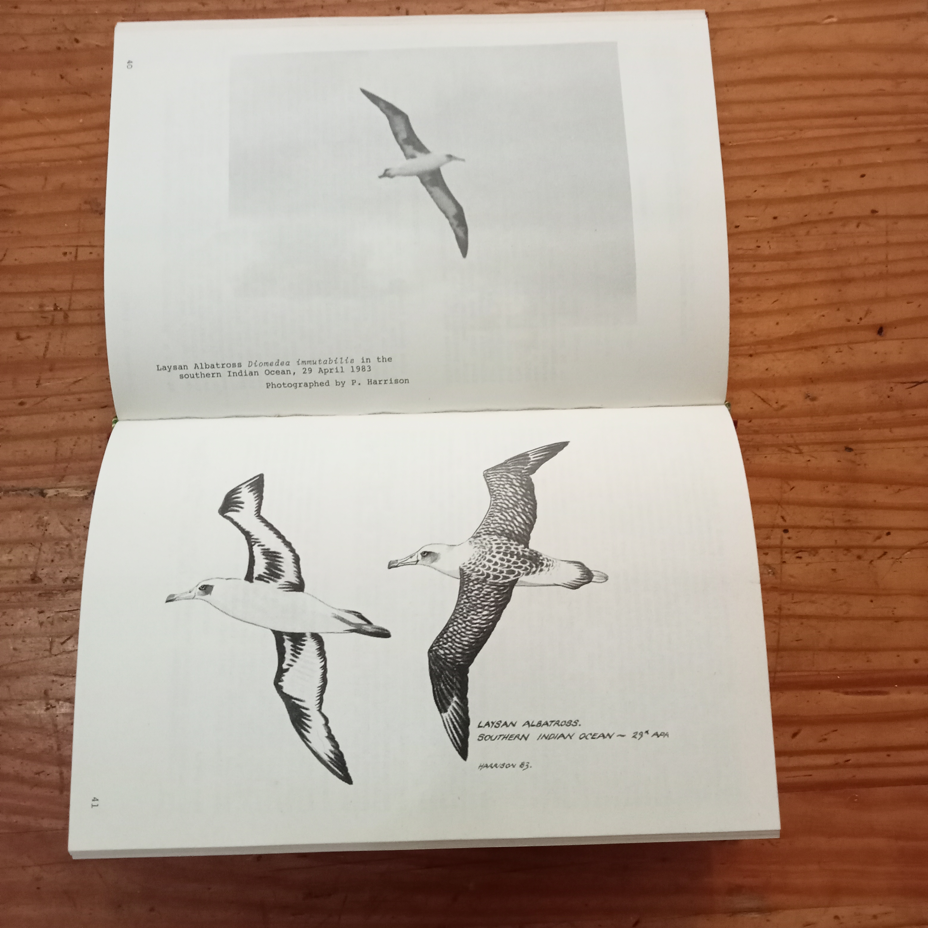 Harrison Laysan Albatross Cormorant