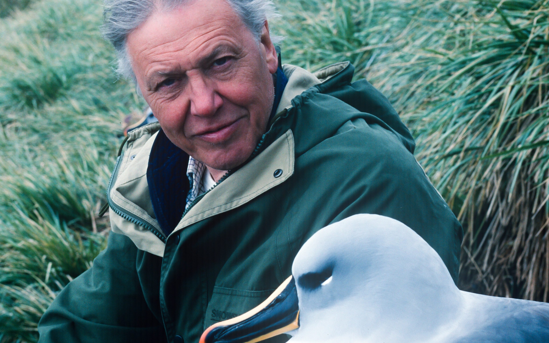 David Attenborough Albatross Grey headed