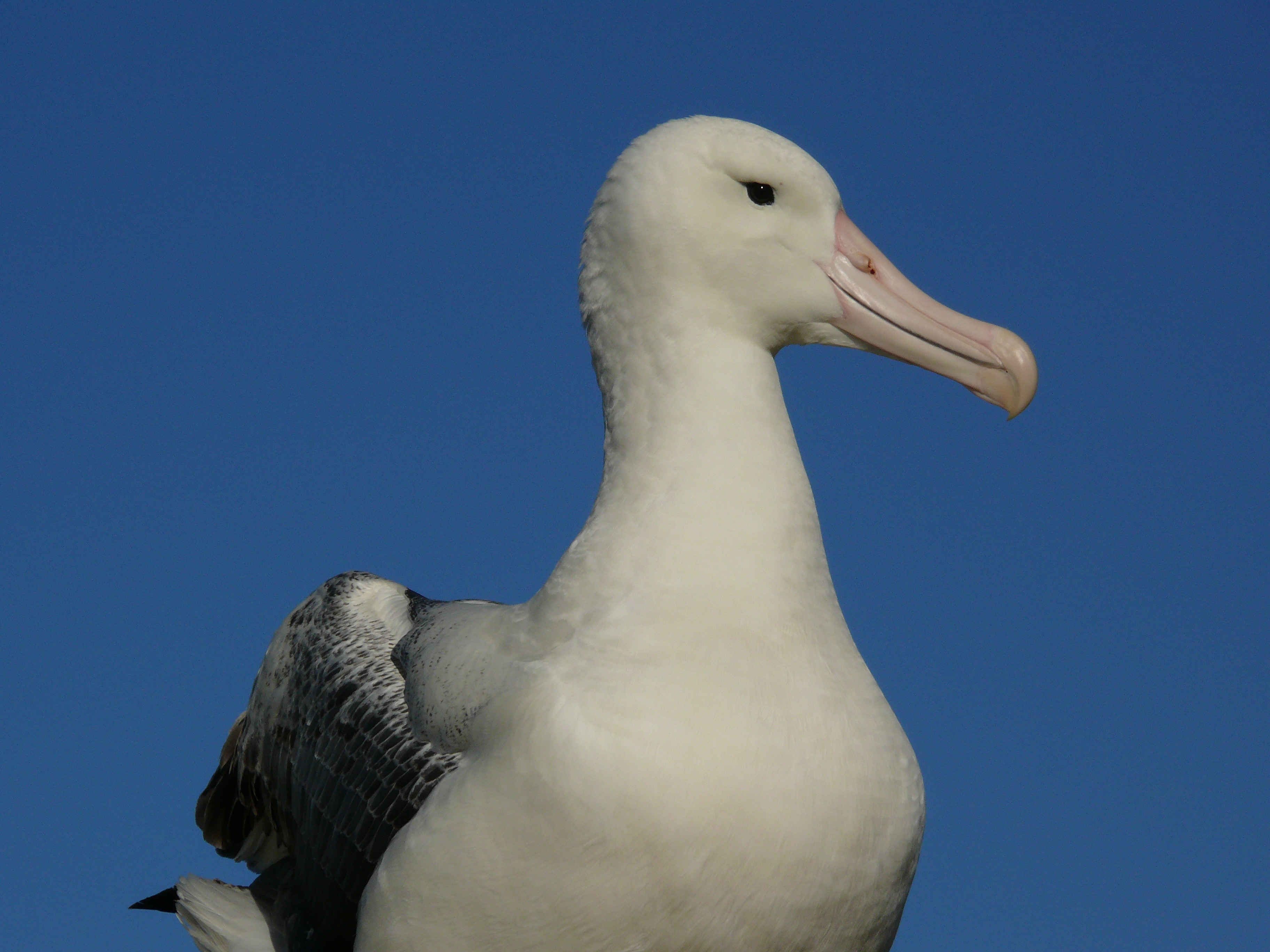 Peter Moore 2008 Southern Royal Albatross 4