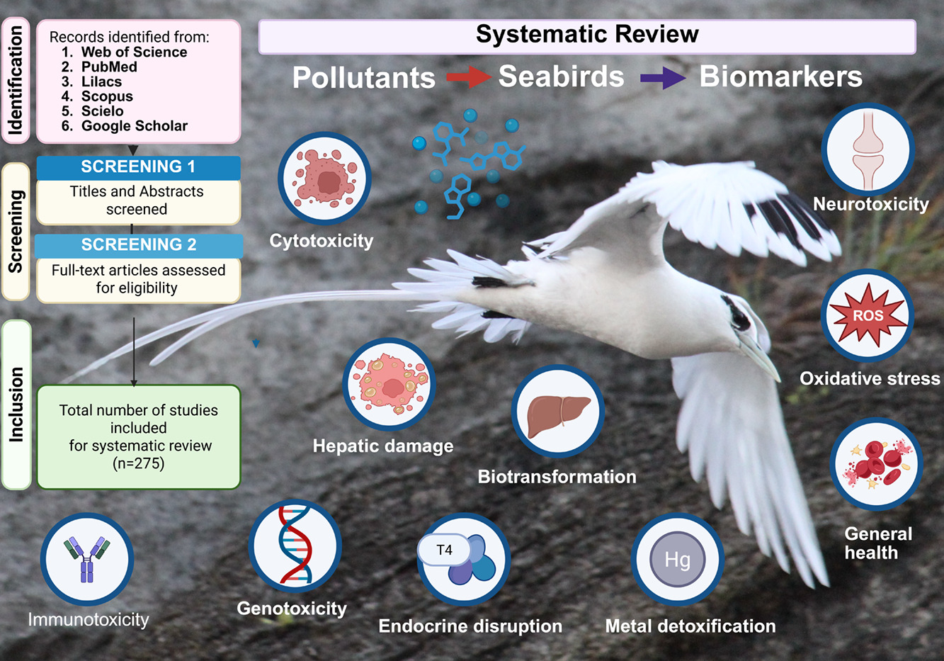 Serafini biomarkers