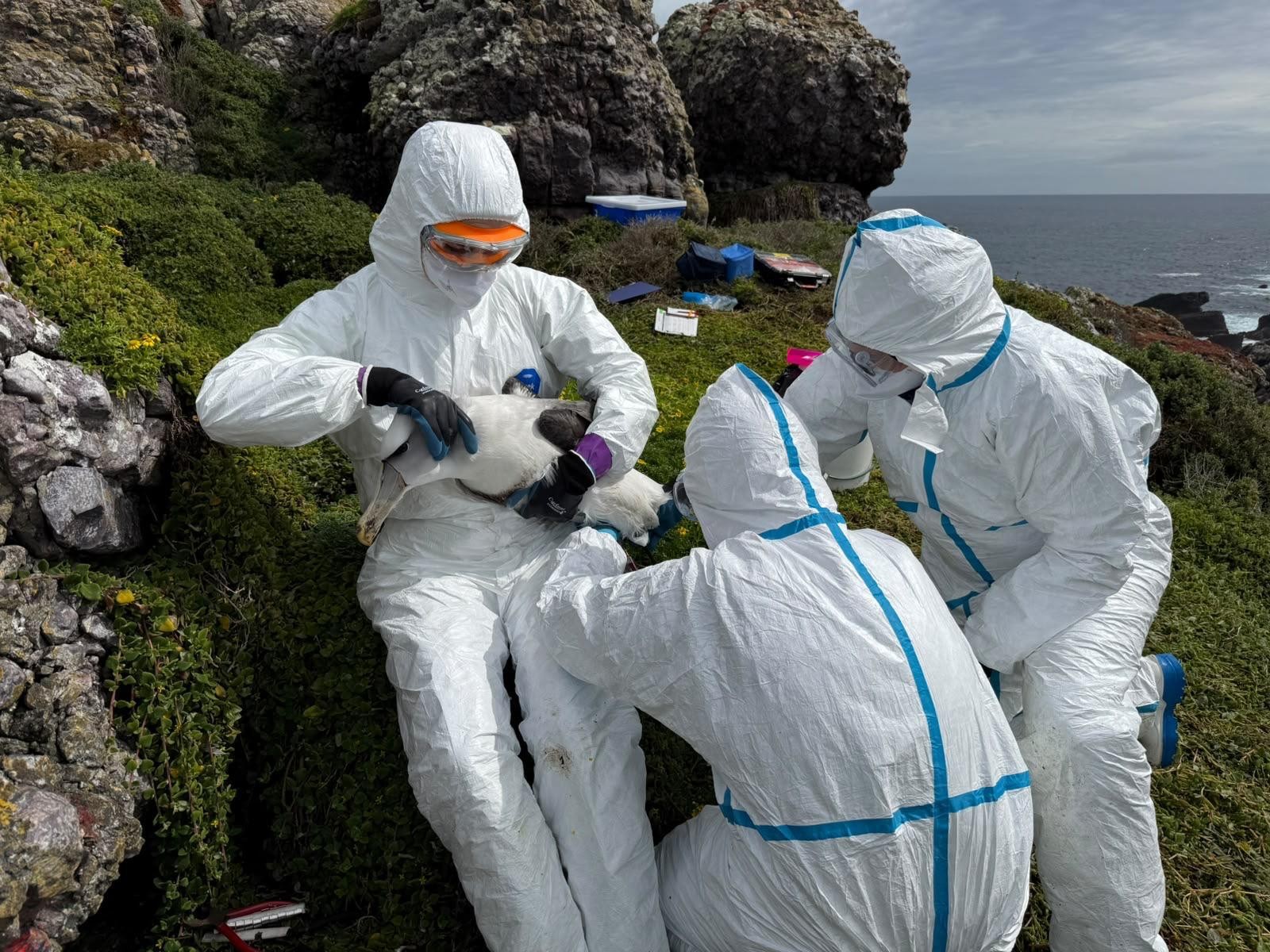 Shy albatross H5 bird flu vaccine pilot Albatross Island 4