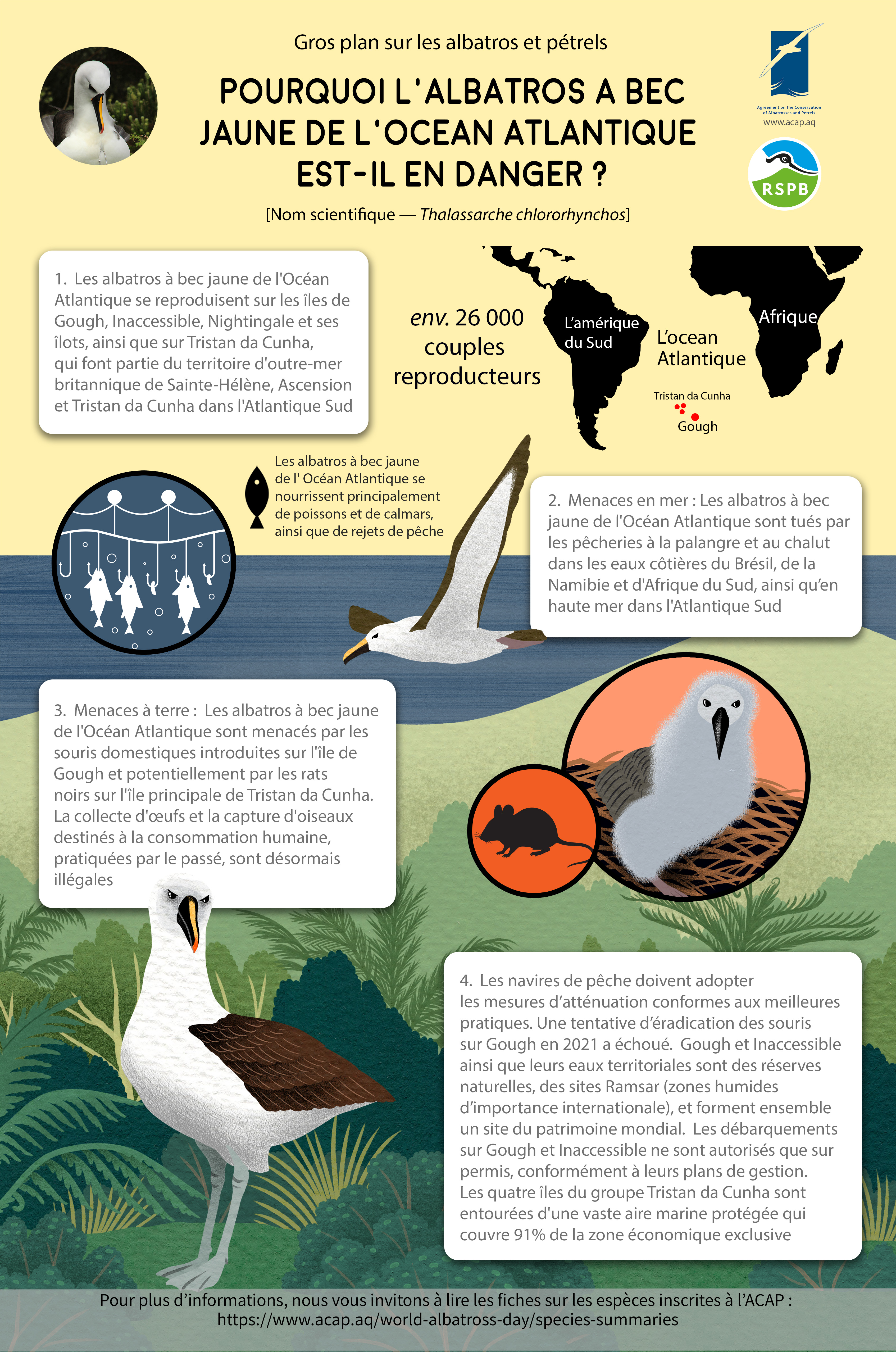 ACAP Atlantic Yellow nosed Albatross mediumposter 3MB f