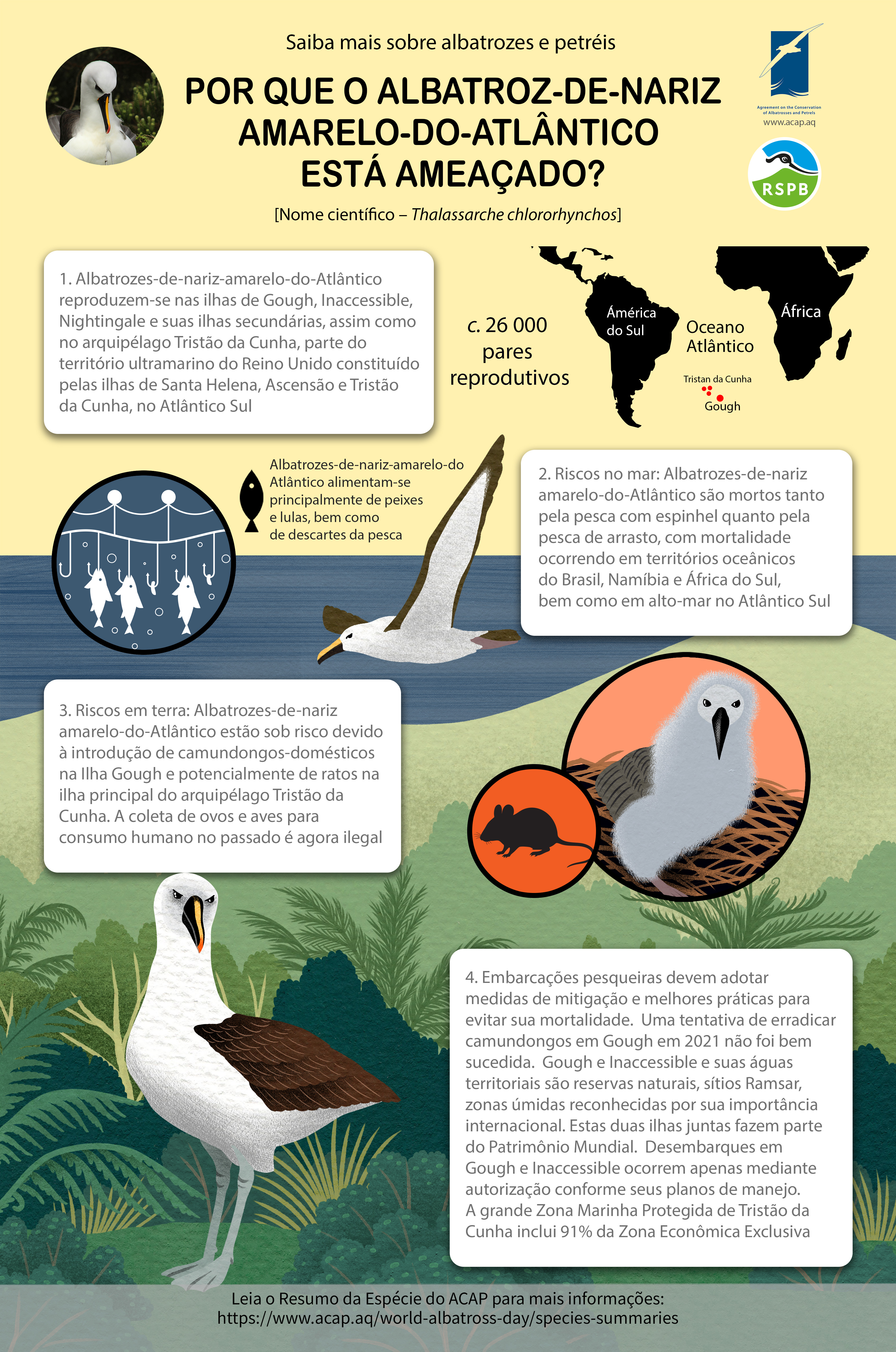 ACAP Atlantic Yellow nosed Albatross mediumposter 3MB pt