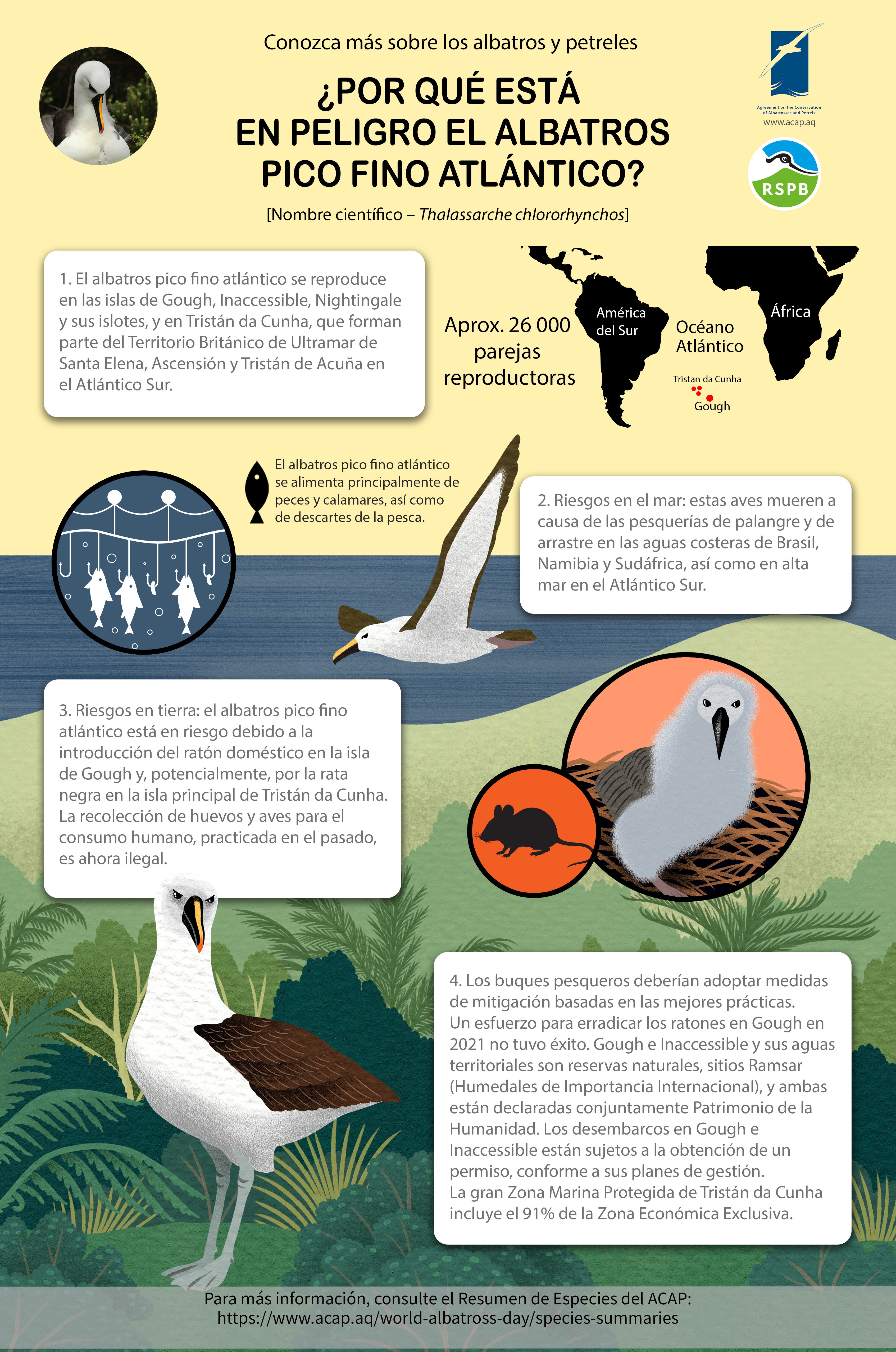ACAP Atlantic Yellow nosed Albatross mediumposter 3MB s