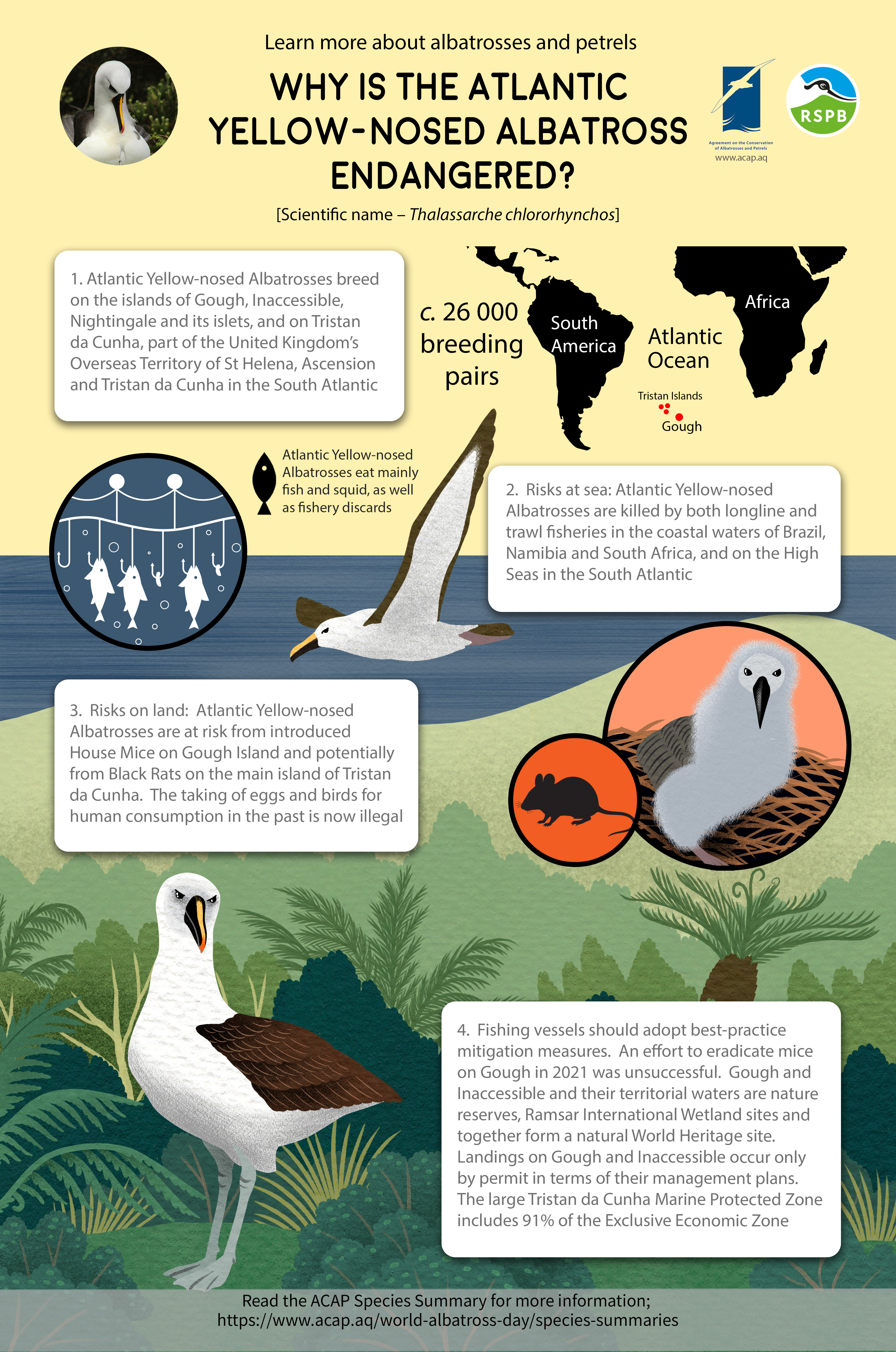 ACAP Atlantic Yellow nosed Albatross mediumposter 3 MB e