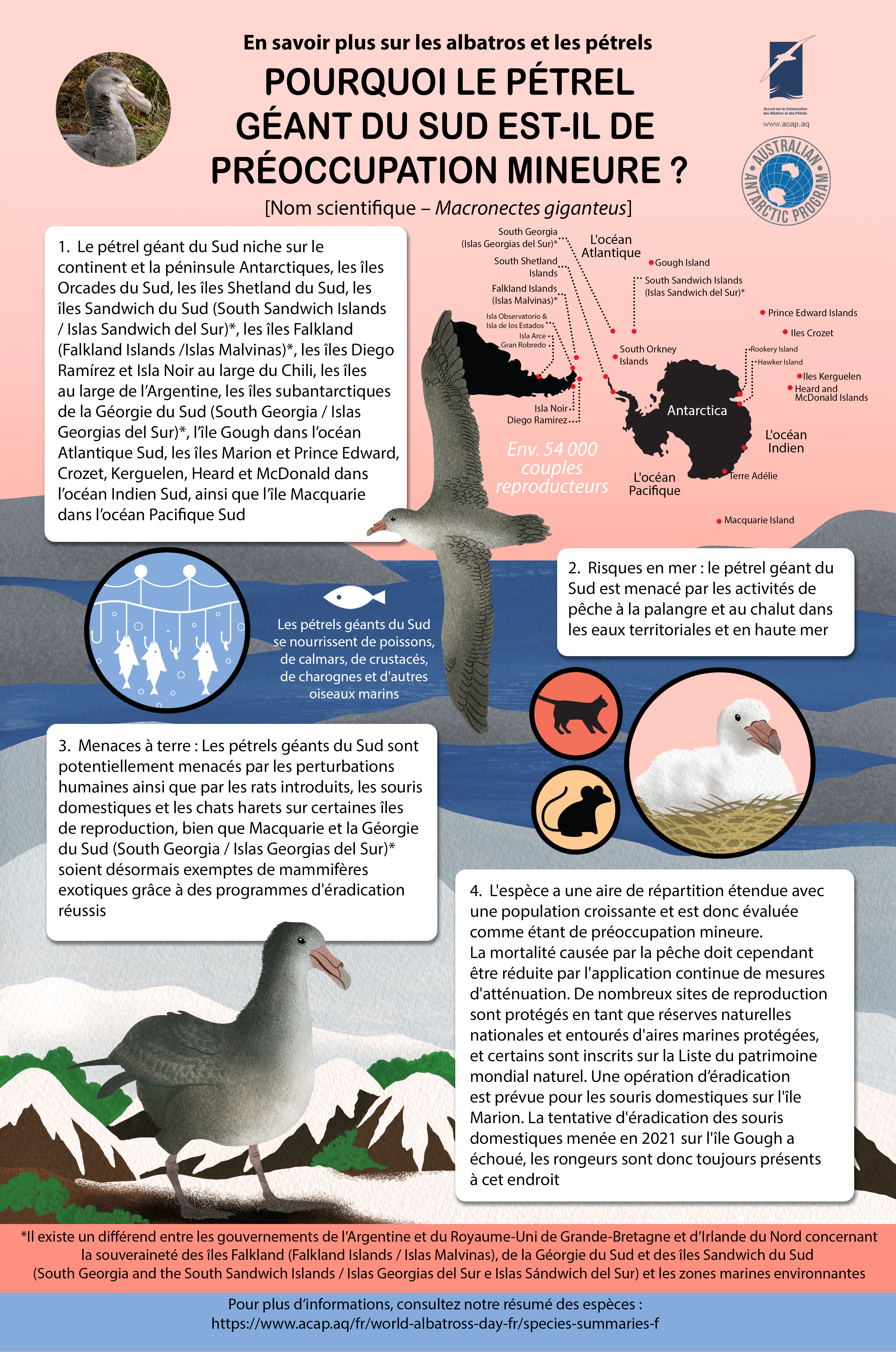 ACAP Southern Giant Petrel mediumposter 8MB f