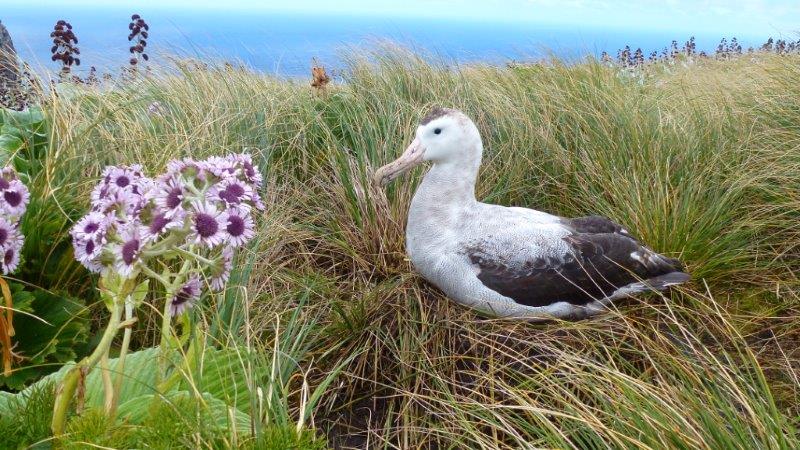 Antipodean Albatross 3 Adams Island Colin ODonnell