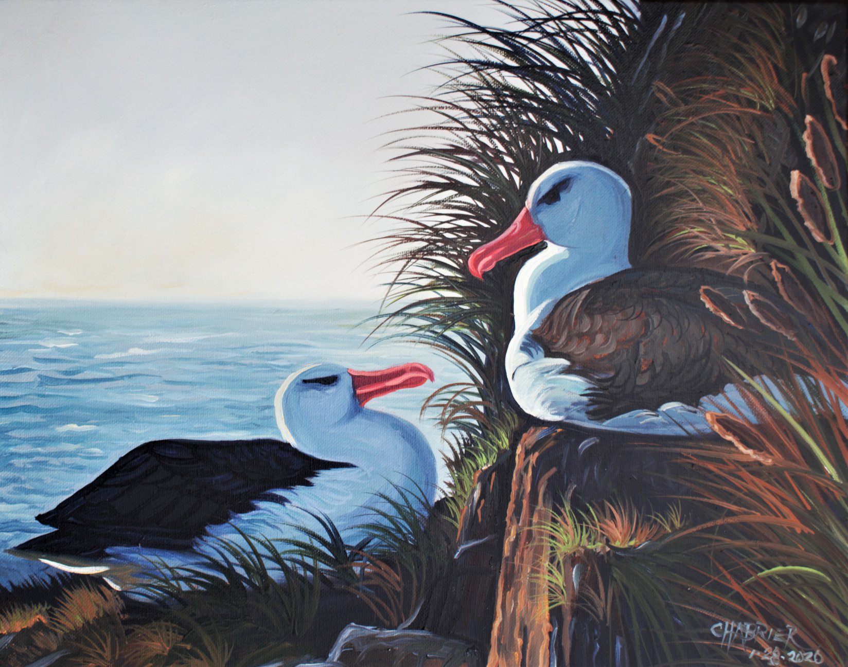 Black browed Albatrosses Dimas Gianuca Annie Shoemaker Magdaleno