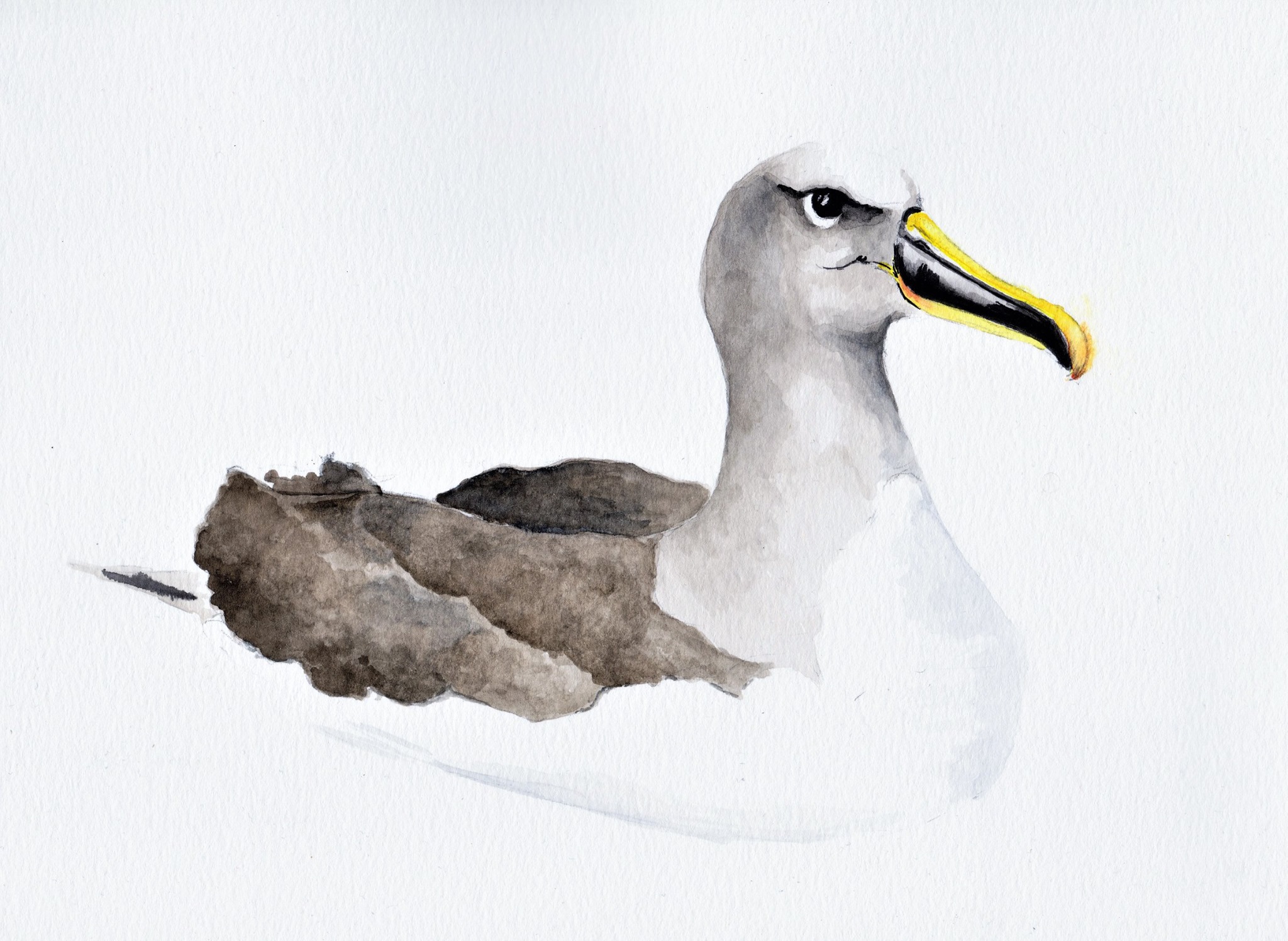 Bullers Albatross Kirk Zufelt Lea Finke