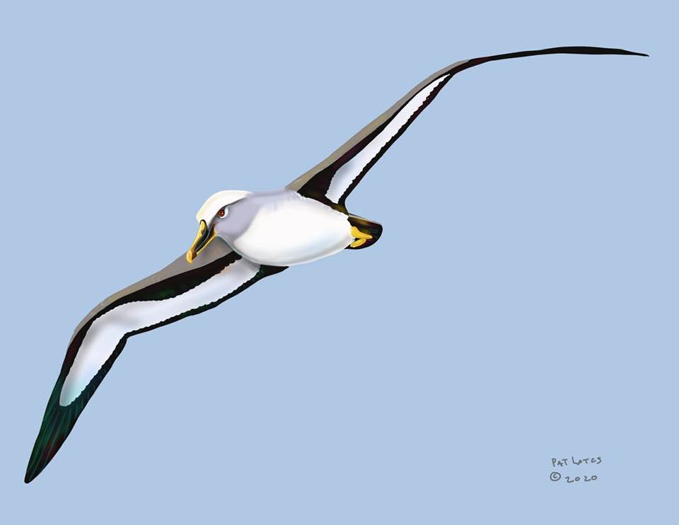 Bullers Albatross museum specimens Patricia Latas