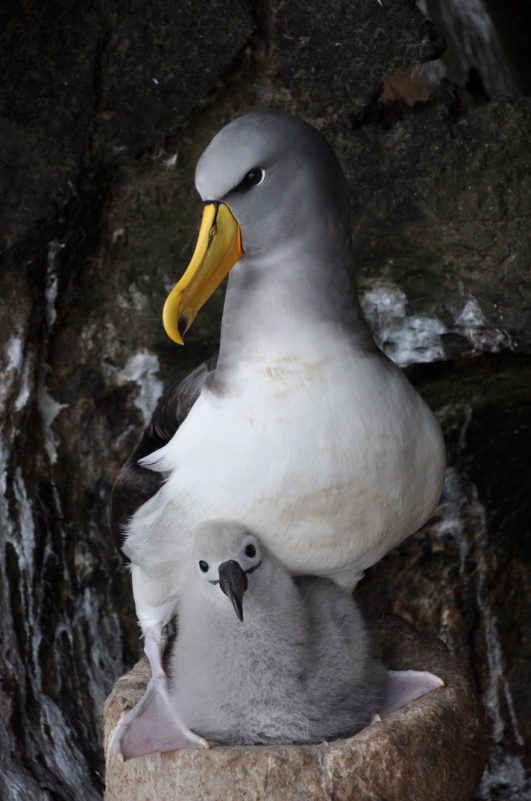 Chatham Albatross Lorna Deppe