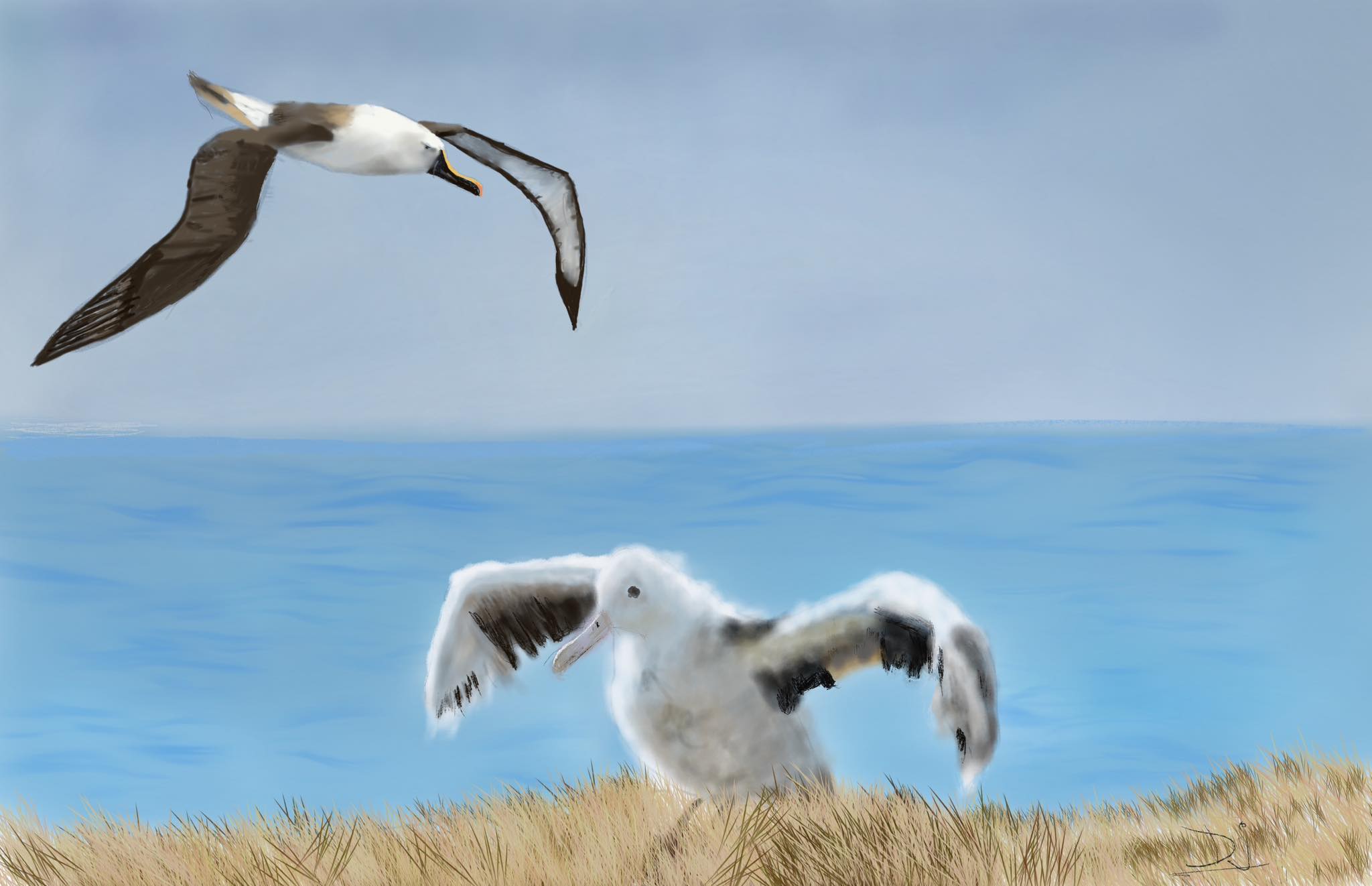 Deepti Jain Amsterdan and Indian Yellow nosed Albatrosses after Jeremy Dechartre and Kirk Zufelt