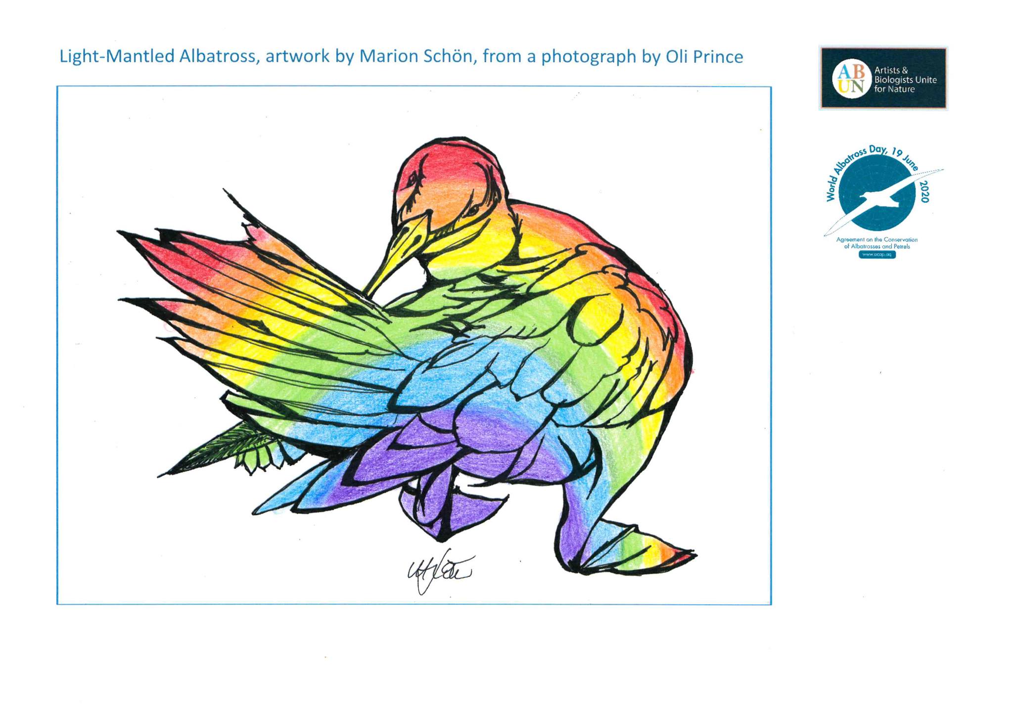 Light mantled Albatross rainbow Oli Prince Marion Schön