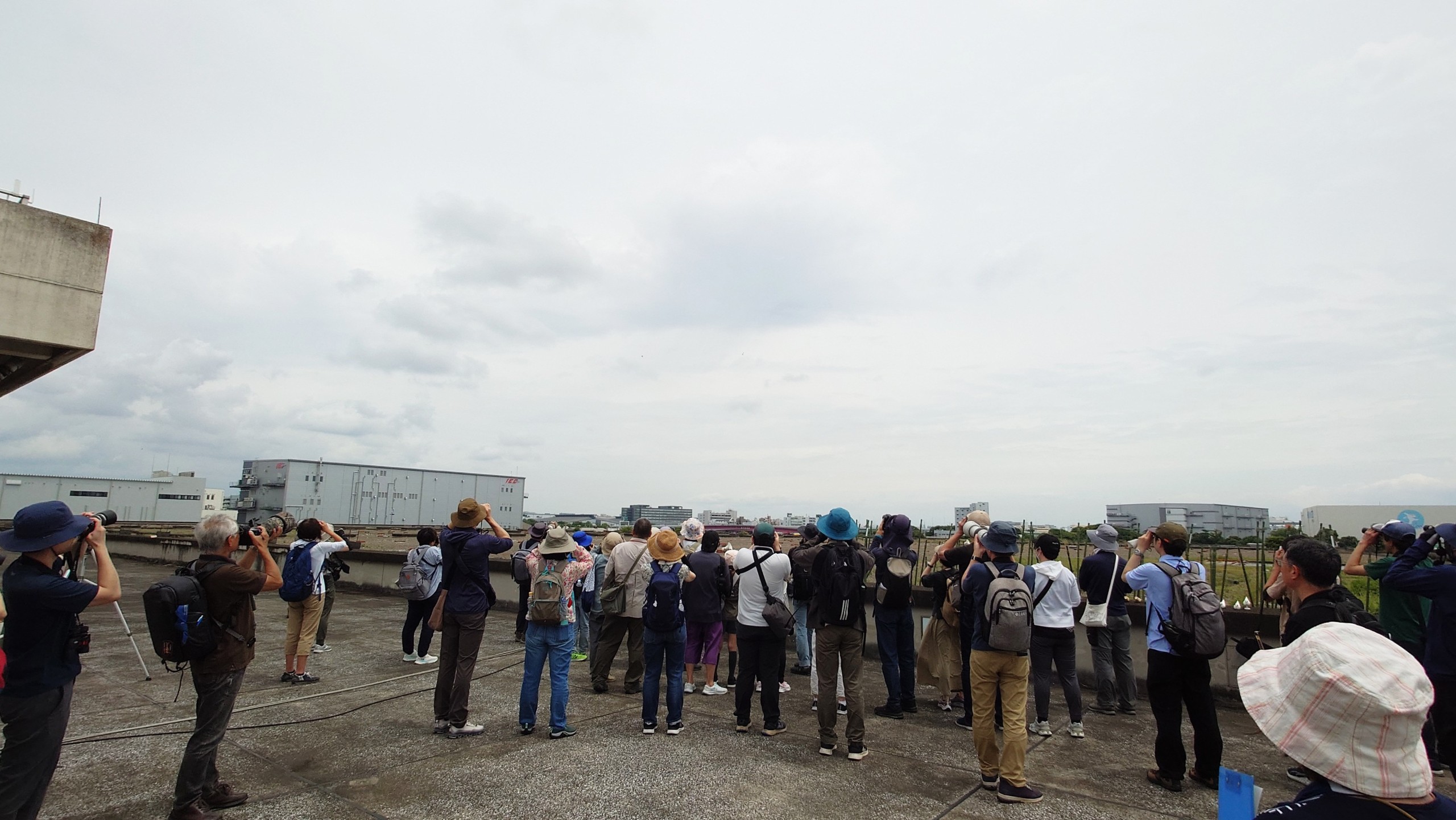 Little tern watching tour
