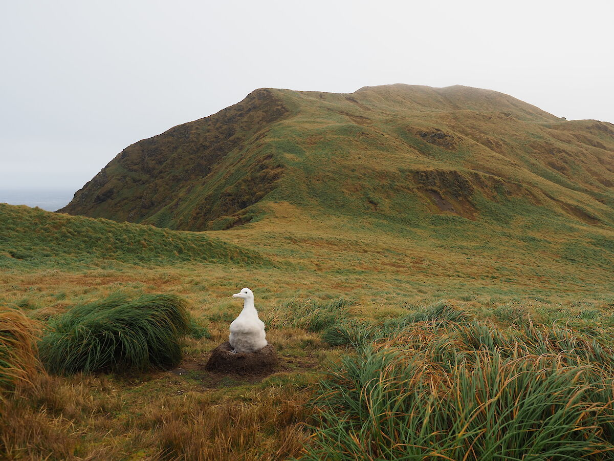 Macca Wandering chick Gemma Rushton 1