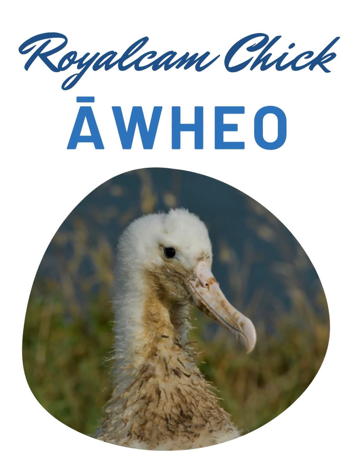 Royalcam chick 2026 Awheo