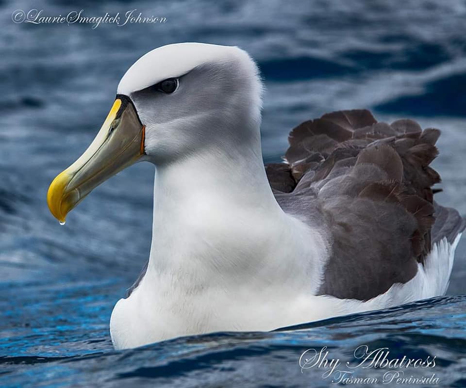 Shy Albatross Laurie Johnson