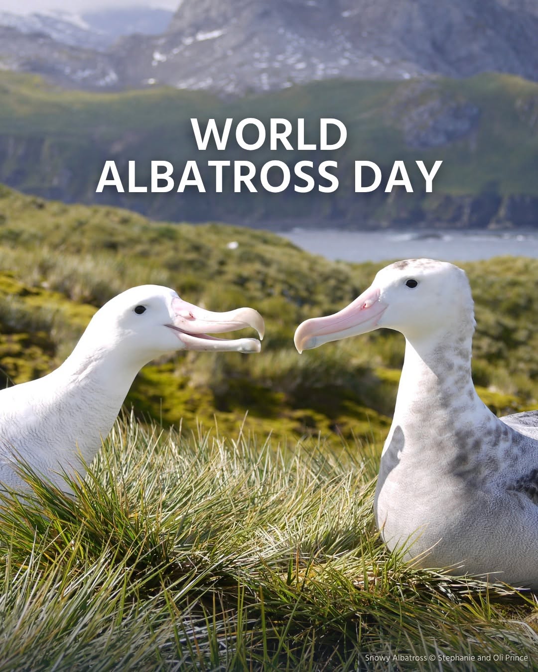 BirdLife International WAD2026 poster